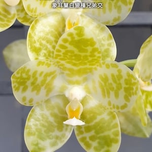 Rare Phal. gigantea var. alba × sib, FREE SHIPPING