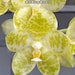 see more listings in the Phalaenopsis-Arten section