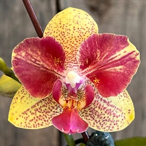 Phal. Chi Yueh Kaleidoscope 'CYS180', TWO Flower Spike, in Bloom