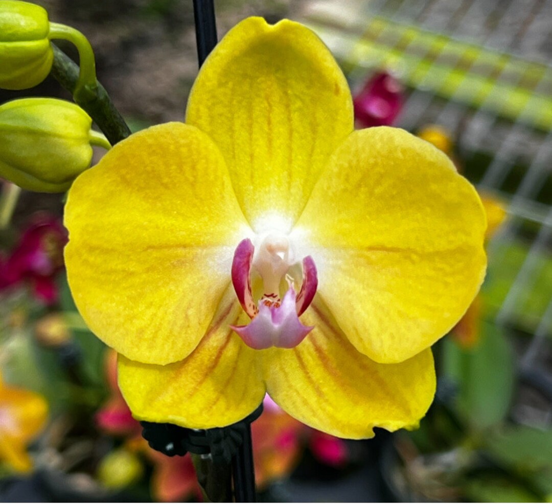 Phal. Sogo Shito OX Golden Star, in Bloom, FREE Shipping - Etsy