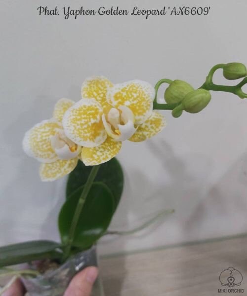 Phal. Yaphon Golden Leopard 'AN6609', Blooming Size, FREE SHIPPING