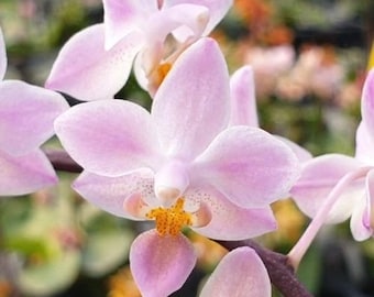 Phal. equestris 'Orange' × sib, In Spike, Free Shipping