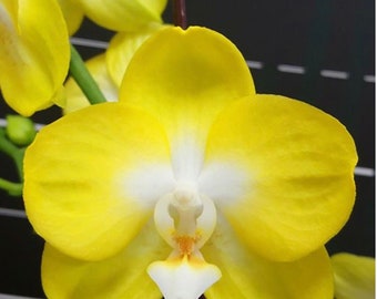 Phal. Miki Sun Shine '522', Blooming Size, Free Shipping