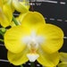 see more listings in the Blühende Größe Phals section