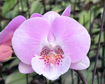 Lepanthopsis Astrophora Ultra Miniature Species Orchid - Etsy
