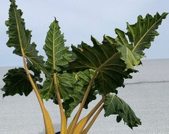 Alocasia ‘Golden Dragon’, Starter Plants, 2 PLANTS Combo, FREE SHIPPING