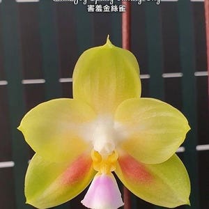 Phal. Joy Spring Canary &#39;Shy&#39;, Mericlone, Blooming Size, FREE Shipping