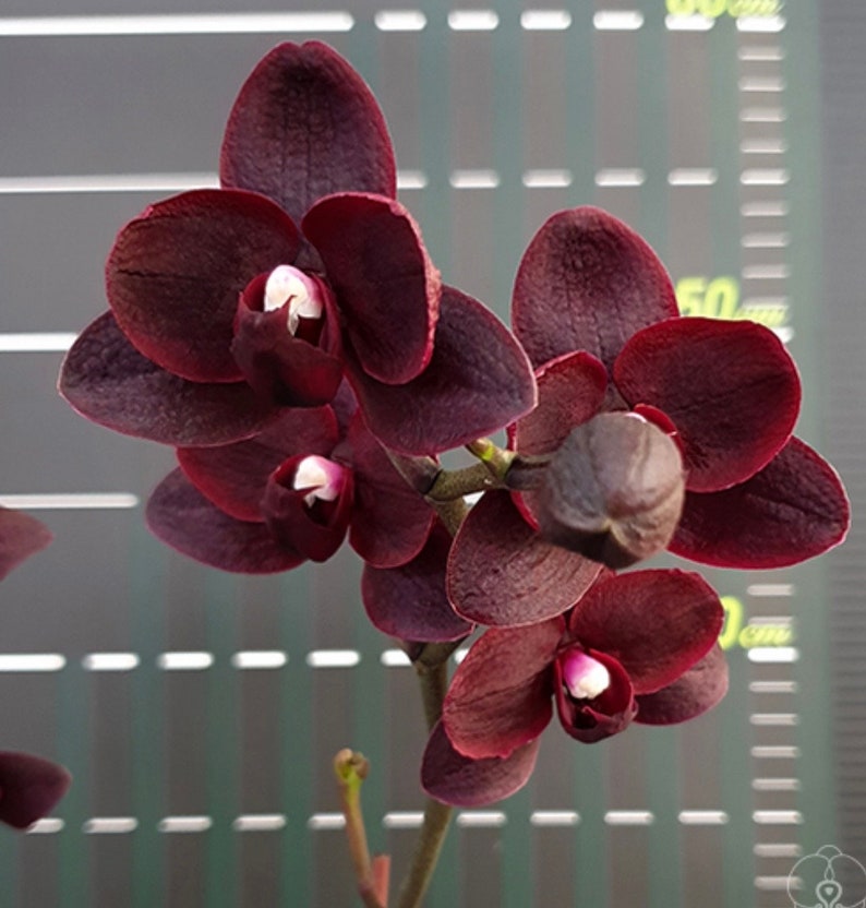 Phal. Black Bird HCC/OIOS, Blooming Size, FREE Shipping Bild 1