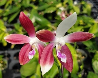 Phalaenopsis tetraspis ‘C1’, Spike Initiated, FREE Shipping