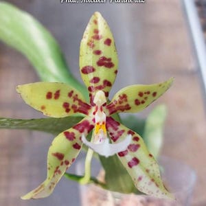 Phal. Micaels Pantheritz, Blooming Size, FREE SHIPPING