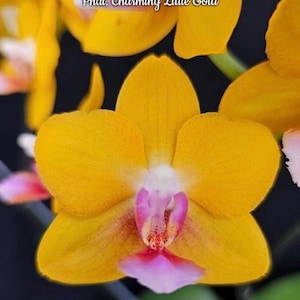 Phal. Charming Little Gold, Blooming Size, FREE Shipping
