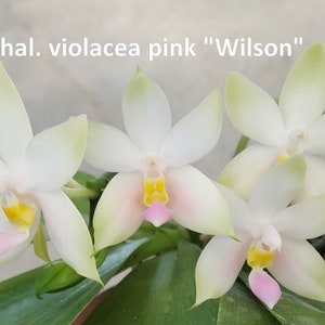 Phal. Violacea var. Pink “Wilson”, Phal Species, Fragrant, Blooming Size, FREE SHIPPING