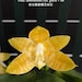 see more listings in the Phalaenopsis Species section