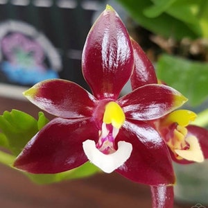 Phal. cornu-cervi var. chattaladae (4N), Phal Species, Mature Size, FREE Shipping