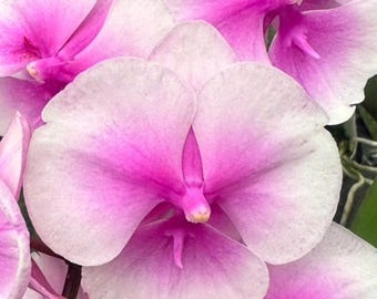 Lepanthopsis Astrophora Ultra Miniature Species Orchid - Etsy