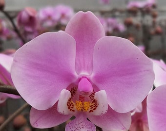 Phal. Schilleriana ‘Pink Butterfly’ AM/AOS, Fragrant, Mericlone, Blooming Size, Mottled Leaves, FREE Shipping