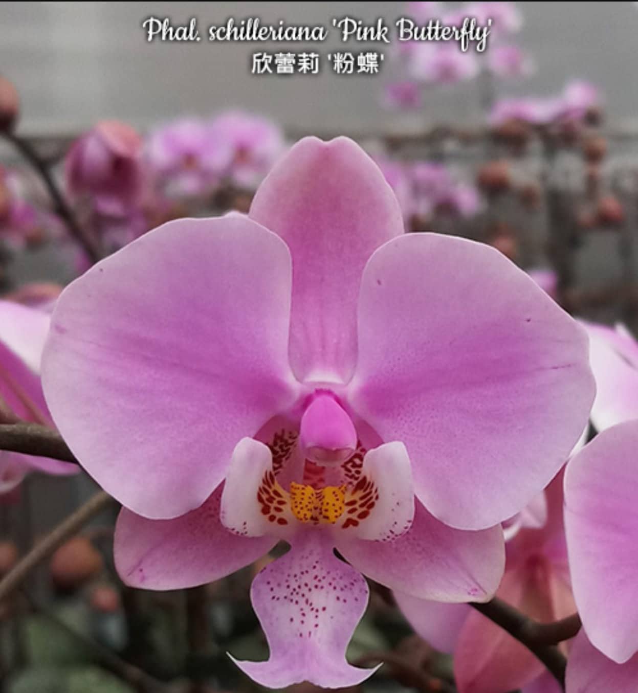Phal. Schilleriana 'pink Butterfly' AM/AOS, Mericlone, Mature Size