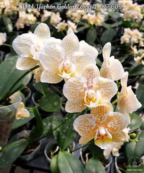 Phal. Yaphon Golden Leopard 'AN6609', Blooming Size, FREE SHIPPING