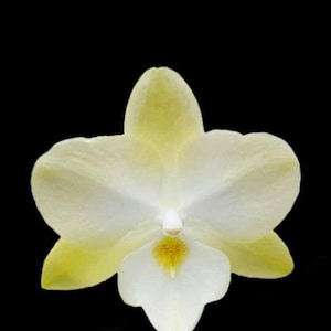 Phal. Allura 'Diamond Star', Blooming Size, FREE Shipping