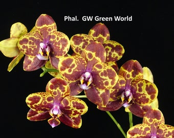 Phal. GW Green World, Blooming Size, Free Shipping