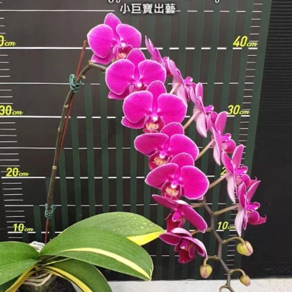 Phal. Phal. Sun Jye Diamond (variegata), Blooming Size, FREE Shipping