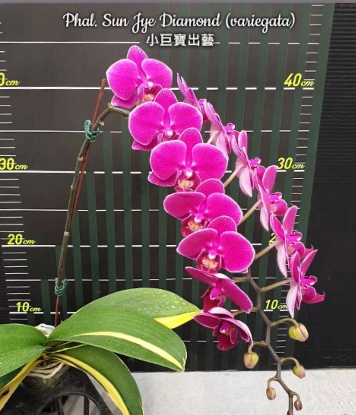 Phal. Phal. Sun Jye Diamond (variegata), In Spike, FREE Shipping