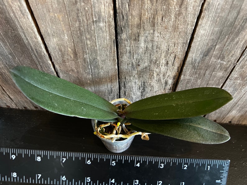 Phal. Black Bird HCC/OIOS, Blooming Size, FREE Shipping Bild 6