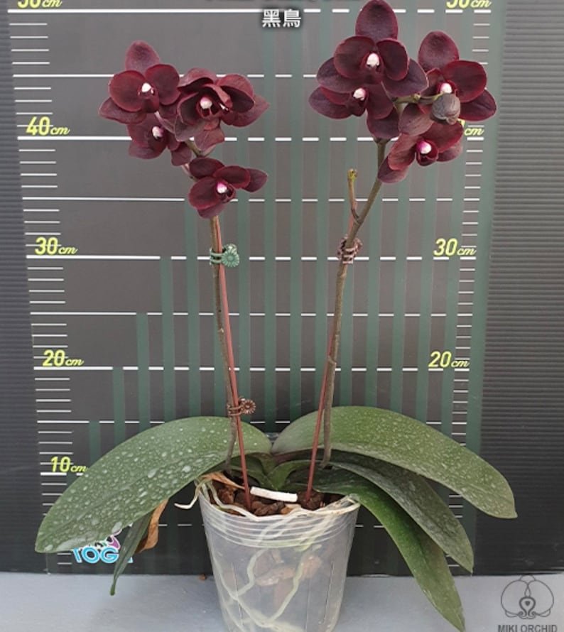 Phal. Black Bird HCC/OIOS, Blooming Size, FREE Shipping Bild 3