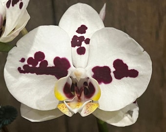 Phal. Fong Tien's Amapearl "A12523”, TWO Spikes, FREE Shipping