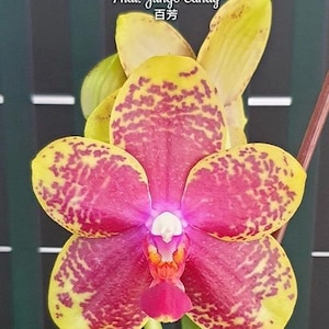 Phal. Jungo Candy, Mericlone, Blooming Size, FREE Shipping
