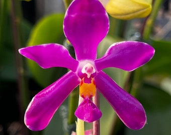 Phal. pulchra × sib, Phal Species, Blooming Size, FREE Shipping