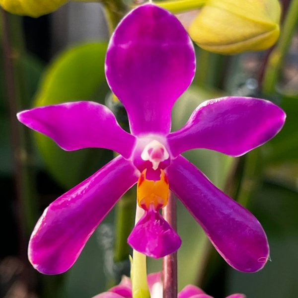 Phal. pulchra × sib, Phal Species, Blooming Size, FREE Shipping