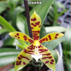 Phal. lamelligera × sib, Phal species, Blooming Size, FREE Shipping