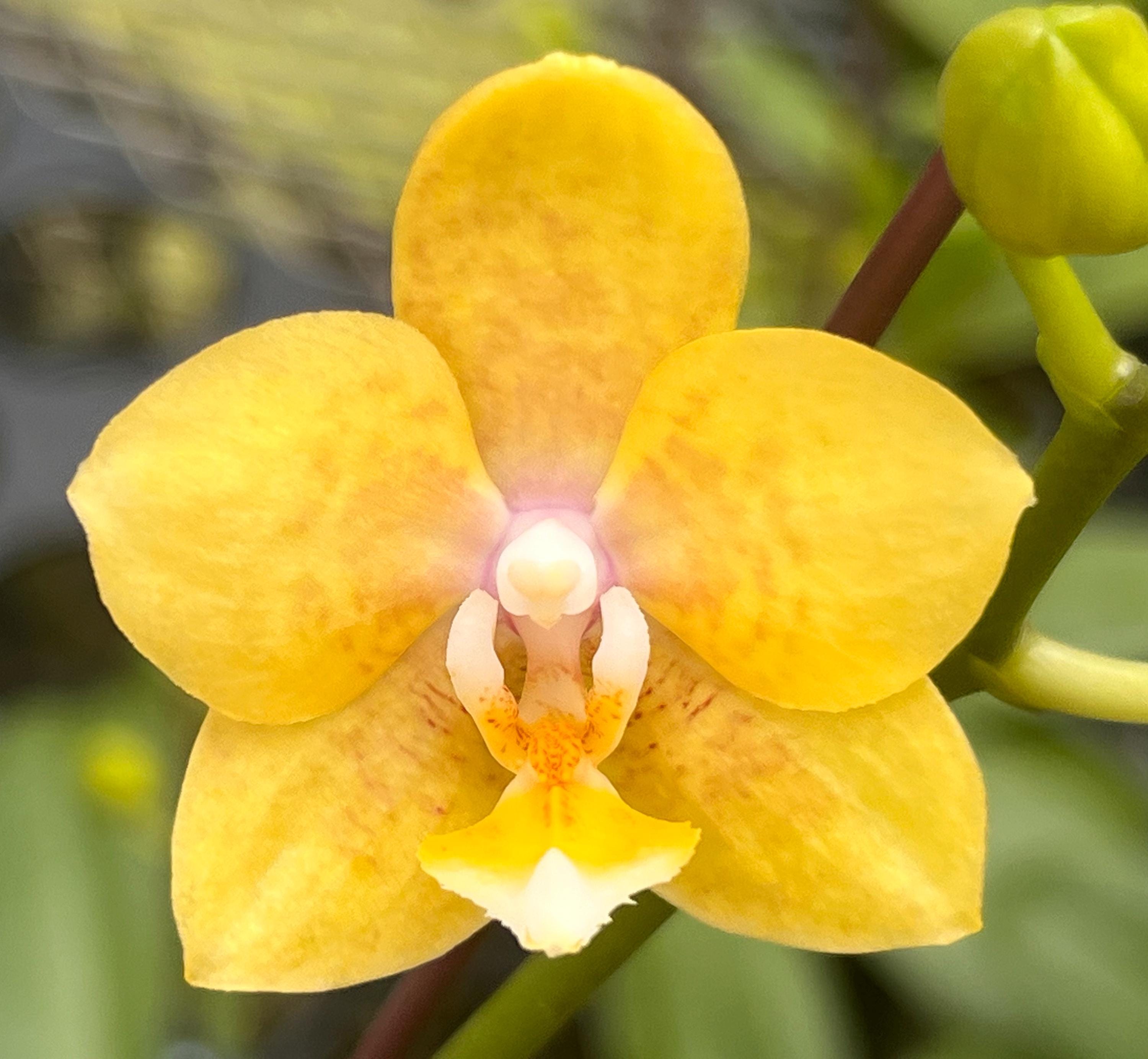 Phal. Younghome Golden Pixie 'YH198', Fragrant, in Spike, Free