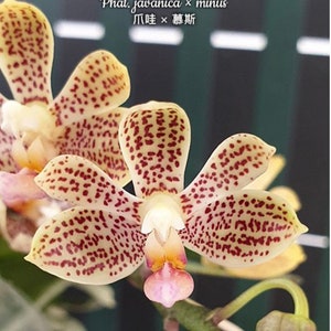 Phal. javanica × minus, Blooming Size, FREE SHIPPING