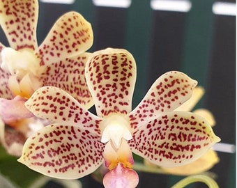 Phal. javanica × minus, Blooming Size, FREE SHIPPING