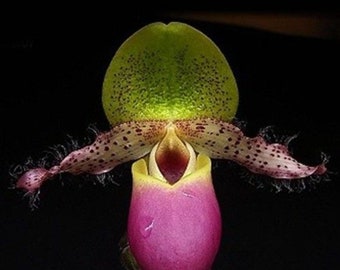 Paph. moquetteanum × sib, In Spike, FREE Shipping