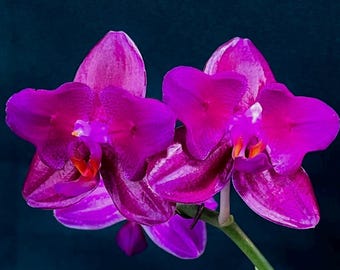 Phal. Mituo King ‘ES’, Blooming Size, FREE Shipping