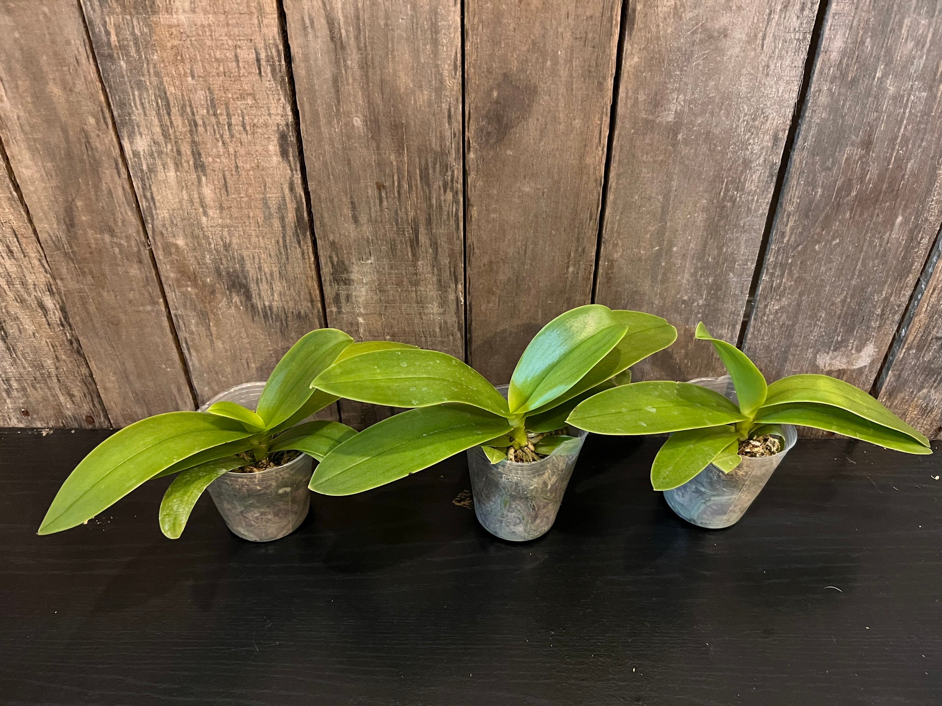 Phal. Tzu Chiang Sapphire 202 Blooming Size Perloric - Etsy