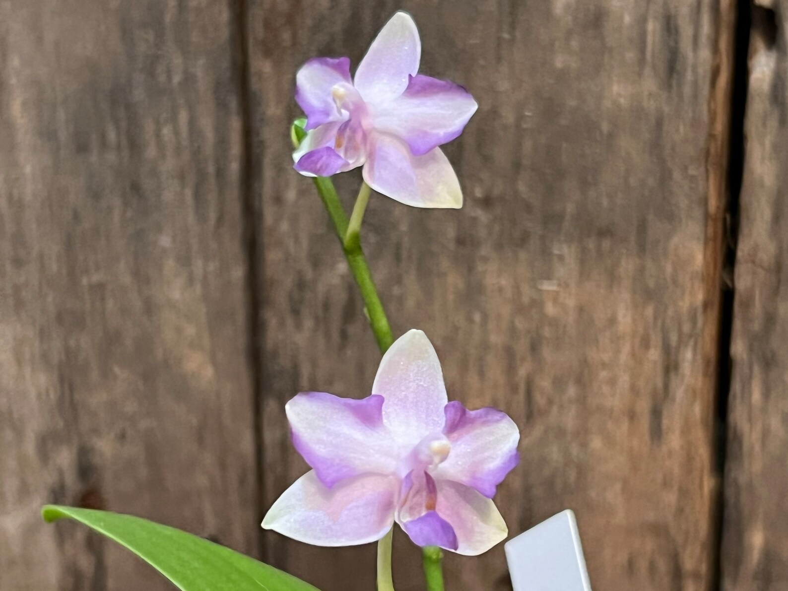 Phal. Tzu Chiang Sapphire 202 Blooming Size Perloric - Etsy