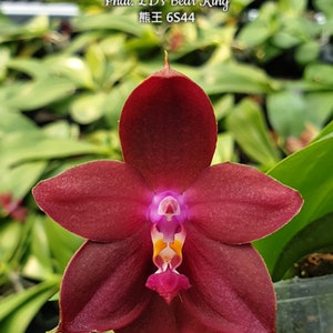 Phal. LD's Bear King, Blooming Size, Fragrant, FREE Shipping