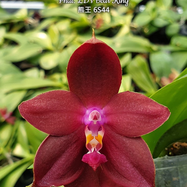 Phal. LD's Bear King, Blooming Size, Fragrant, FREE Shipping