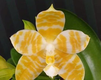 Phal. KS Super Zebra &#39;Golden Zebra&#39;, Mature Size, FREE Shipping