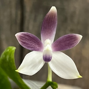 Phal. Tetraspis ‘Blue’ x sib, Light Aroma, In Spike, FREE SHIPPING