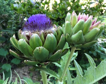 2 LIVE Artichoke Plants, FREE Shipping