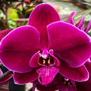 Phal. OX Black Face OX1647, Short Spike, LARGE Plant, FREE Shipping - Etsy