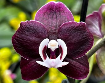 Phal. Kaoda Twinkle, In Spike, FREE Shipping