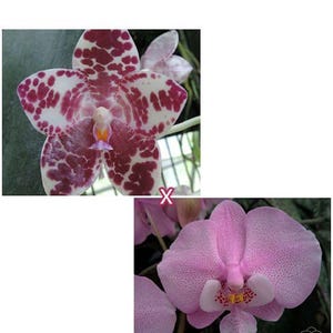 Phal. gigantea 'Jumbo Orchids' × schilleriana 'Wandan', Mature Size, FREE Shipping