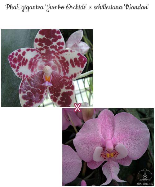 Phal. gigantea 'Jumbo Orchids' × schilleriana 'Wandan', Mature Size, FREE Shipping