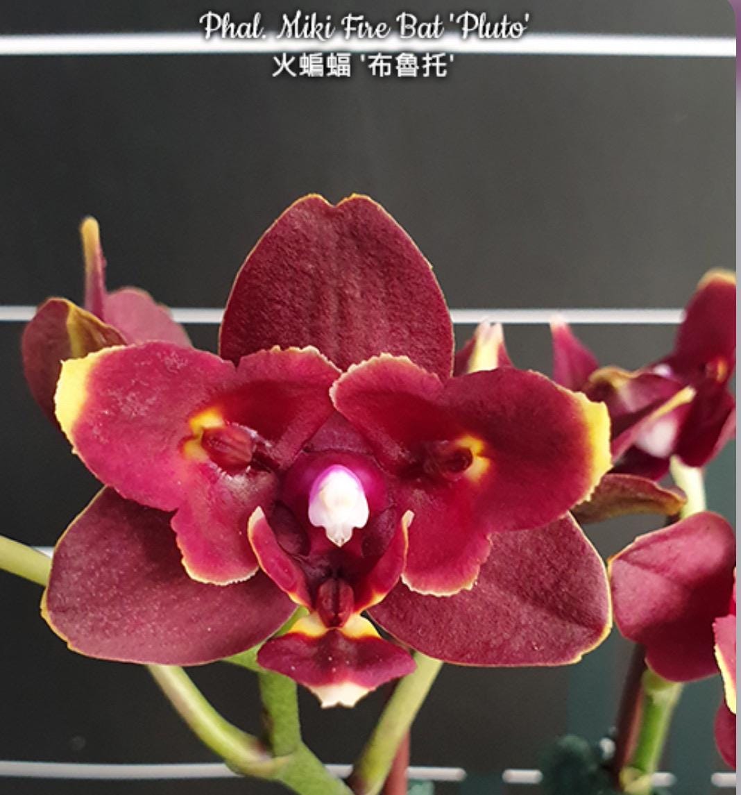 Phal. Miki Fire Bat 'pluto', Mericlone, Peloric, Blooming Size